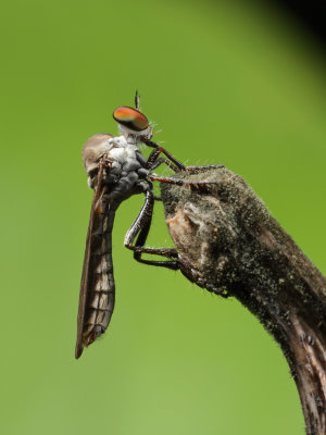 Robberfly 2x Origwk1_MG_2189.jpg