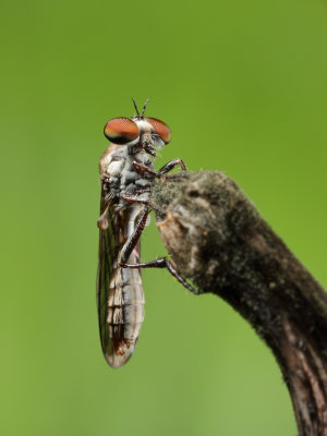 Robberfly 2xwk1_MG_2191.jpg