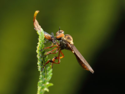 Robberfly w-prey Orig1wk_MG_2203.jpg