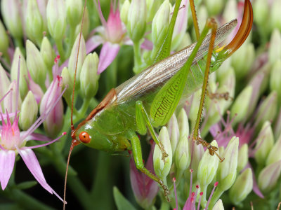 Katydid Orchelimum 3 Origwk1_MG_2270.jpg