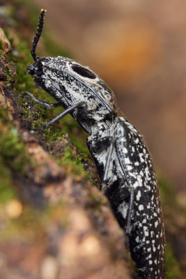 Click Beetle 1 (Alaus oculatus) IMG_5655.jpg