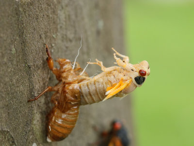 Cicada 2 Origwk1_MG_2417.jpg