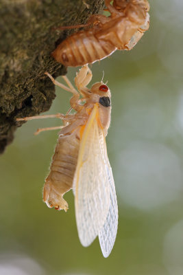 Cicada 23 Origwk1_MG_2451.jpg