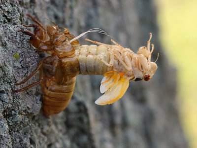 Cicada 24 Origwk1_MG_2456.jpg