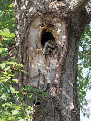 Raccoon and Kits