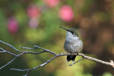 Hummingbird (f)wk1_MG_8851.jpg