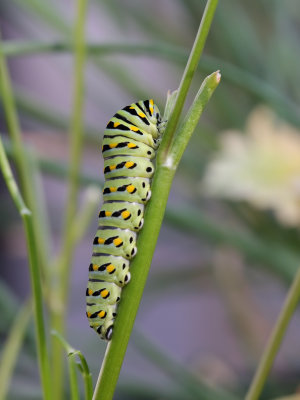 Black Swallowtail caterpillar papilio polyxenes Orig 1wk1_MG_2536.jpg