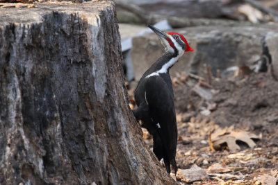 Pileated Woodpecker wk1_MG_9401.jpg
