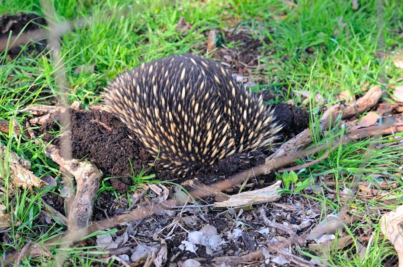Male Echidna ourside our yard fence - digging himself in when aware of our presence - theyre quite harmless.