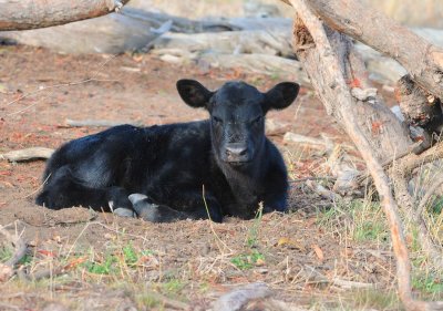 Neighbour's Angus cows are calving, this little one close to the fence with a very watchful mother standing close by