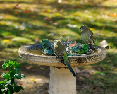 Grass_Parrots - busy time at the bird bath, boys in first!