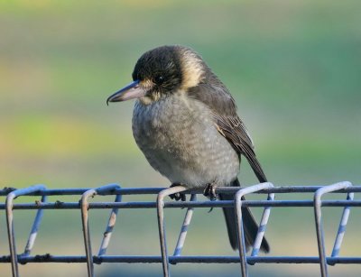 Juvenile Grey Butcher bird, waiting for a free feed.