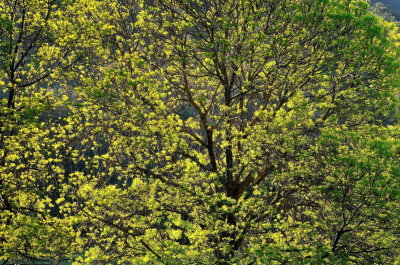 Late afternoon light on new Spring growth on the Desert Ash tree.