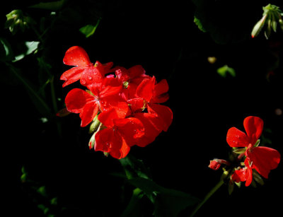 Red Geranium after rain.