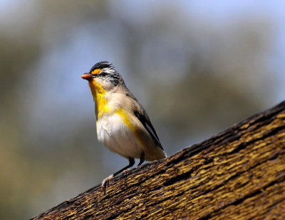 Striated Pardalote - not sure if male or female