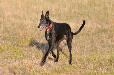 Ace - enjoying some free paddock time after 4 years with us.