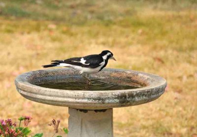 Female Mudlark or PeeWee on an extremely hot day.