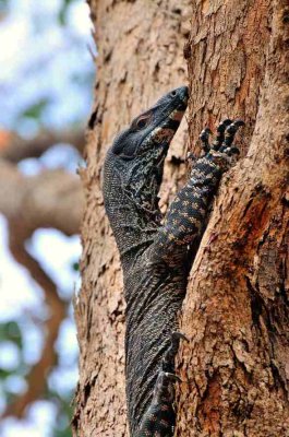 Lace Monitor or Goanna - up a gum tree in our yard. 