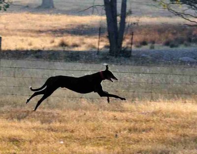 Ace - my big black Greyhound