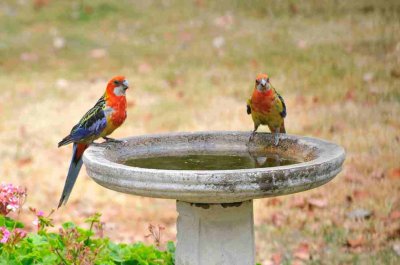 Juvenile Eastern Rosellas on a very hot day.