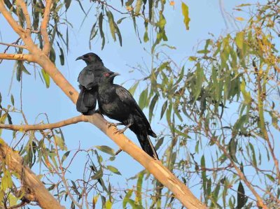 White-winged Choughs