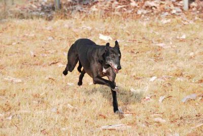 Amy, happy and confident and enjoying being able to stretch her legs.