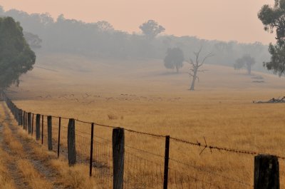 Straw-necked Ibis in the smoke haze.