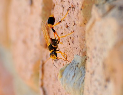 Mud Wasp tending to its food larder.