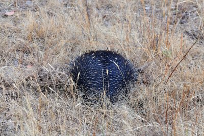 Echidna or Spiny ant Eater - a harmless little animal.