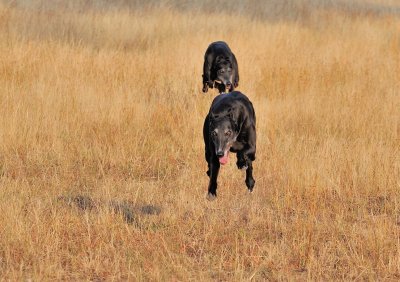 Ace & Amy enjoying a morning sprint with 8 off the ground.