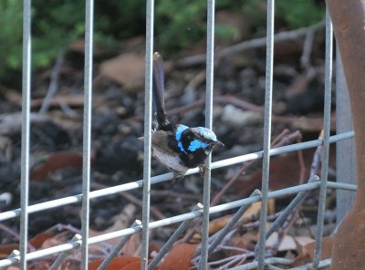 Blue Wren male - starting to shed his Spring/Summer outfit.