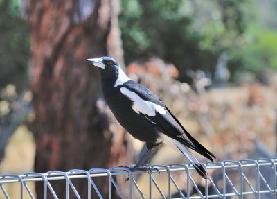 Adult male Magpie - one of a family of 6, he would be 3 y.o. and still with the family.