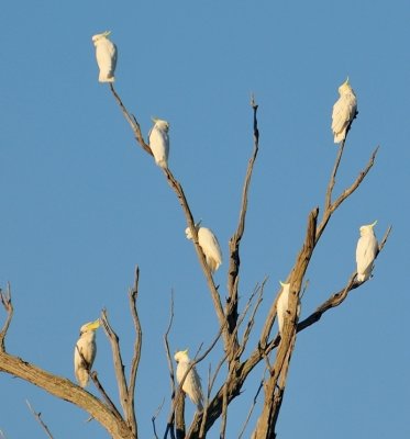 Cockatoos enjoying morning sunshine.