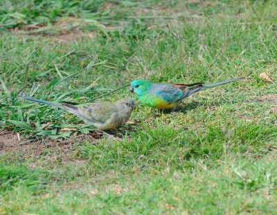 Female and male Red-rumped Grass Parrots 