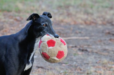 Ace with his favourite comfort toy, it has survived a lot of Greyhound attention over the years.
