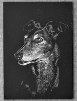 Nero - Scratchboard 5 x 7 - A very special Greyhound