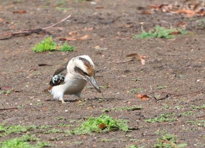 The early Kookaburra catches the worm.