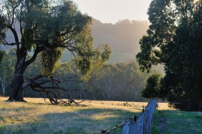 Evening at the Shanley/Anderson boundary fence.