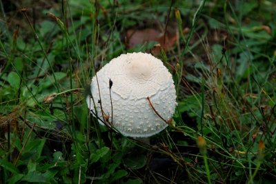 This little Fungi popped up after some overnight rain.