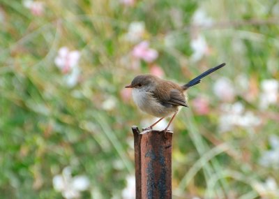 Male Blue Wren in his Winter outfit.