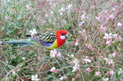 Eastern Rosella enjoying seeds from the Gaura flowers.