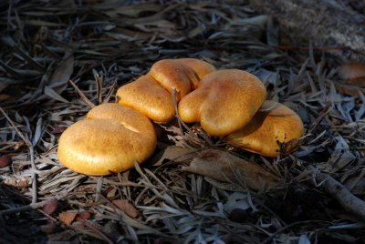 Fungi family in our yard.