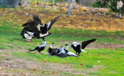 Magpie Mayhem - a serious squabble over territorial boundaries - a hurried shot through the window..