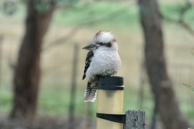 Kookaburra sits on the old rain gauge.