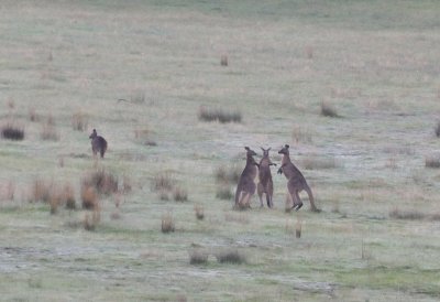 Kangaroos - young bucks practicing their fighting skills - boys will be boys, in almost a frost..
