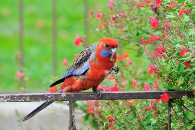 Juvenile male Crimson Rosella 