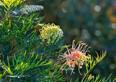 Grevillea - 3 stages of flower growth.
