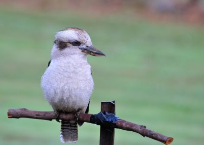 Kookaburra - both Kookas visited this morning and both clear of any attachment. - through the window.