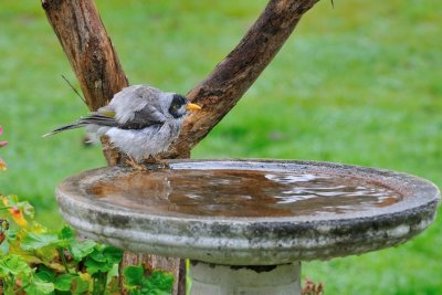 Noisy Miner - Honey Eater - enjoying a bath on a bitter Winter's day.