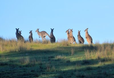 Early morning Kangaroo family, someone had given a warning but some weren't sure what the warning was for.   